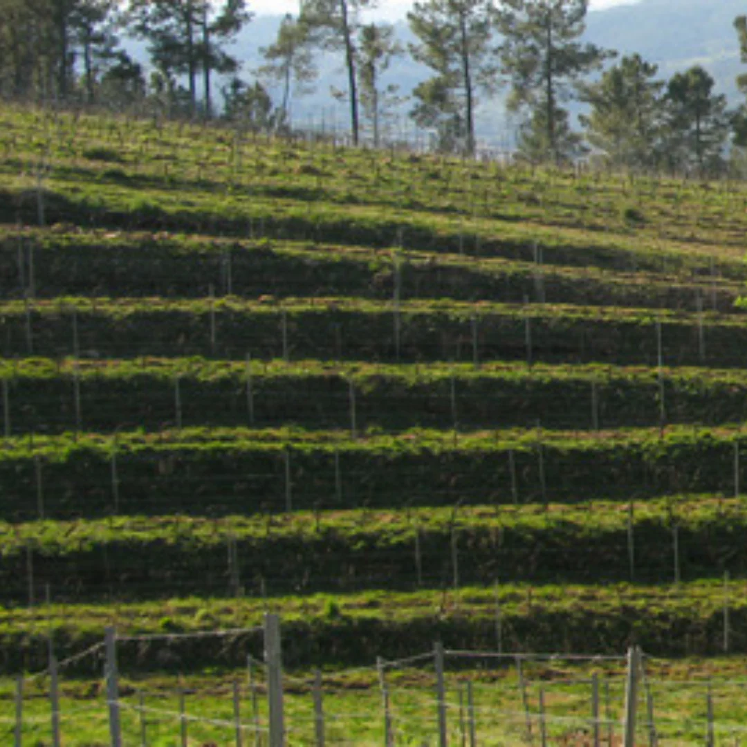 Sunne Caíño Longo Ribeiro Red 2016 - Image 4