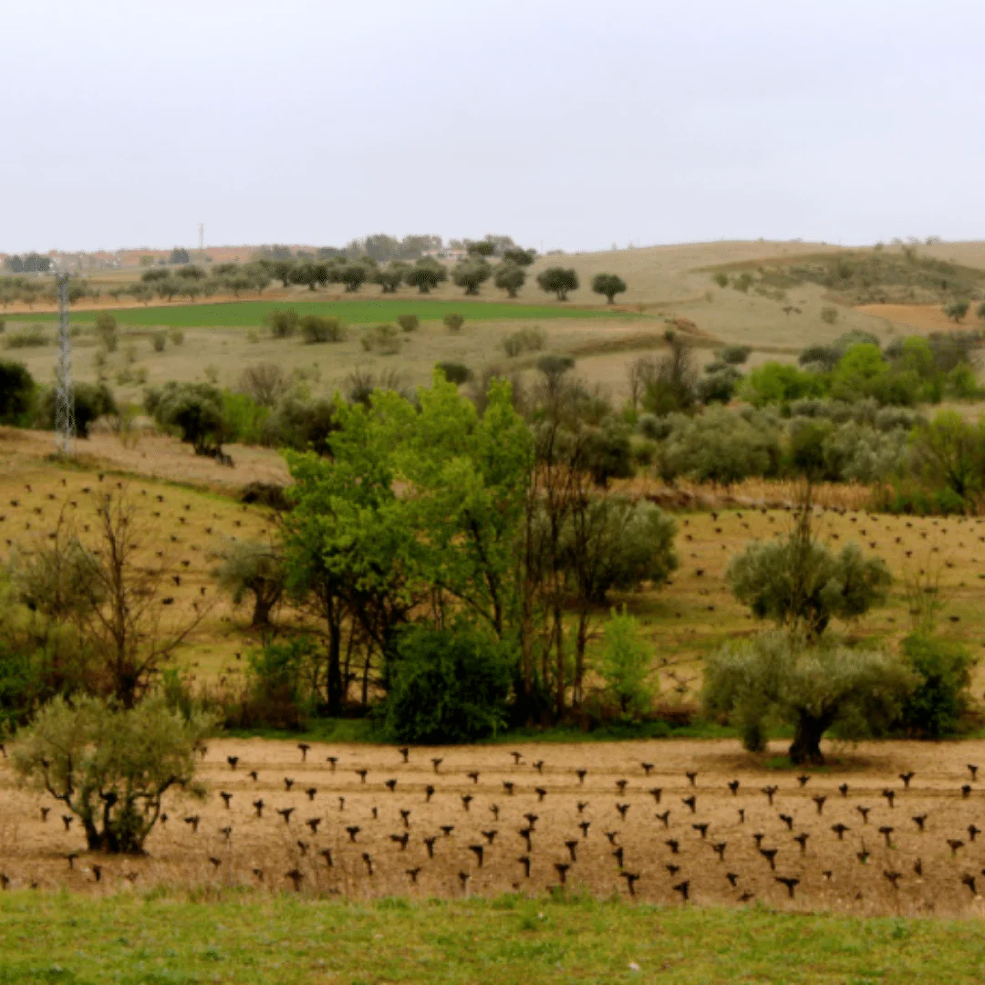 El Marciano 2021 - Image 4