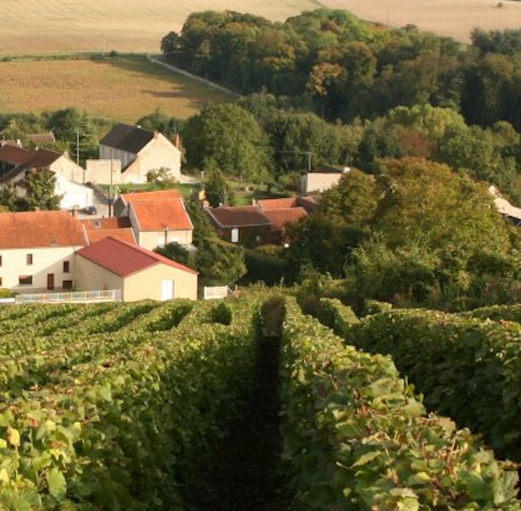 Cuvée Oeuf 2018 - Image 3