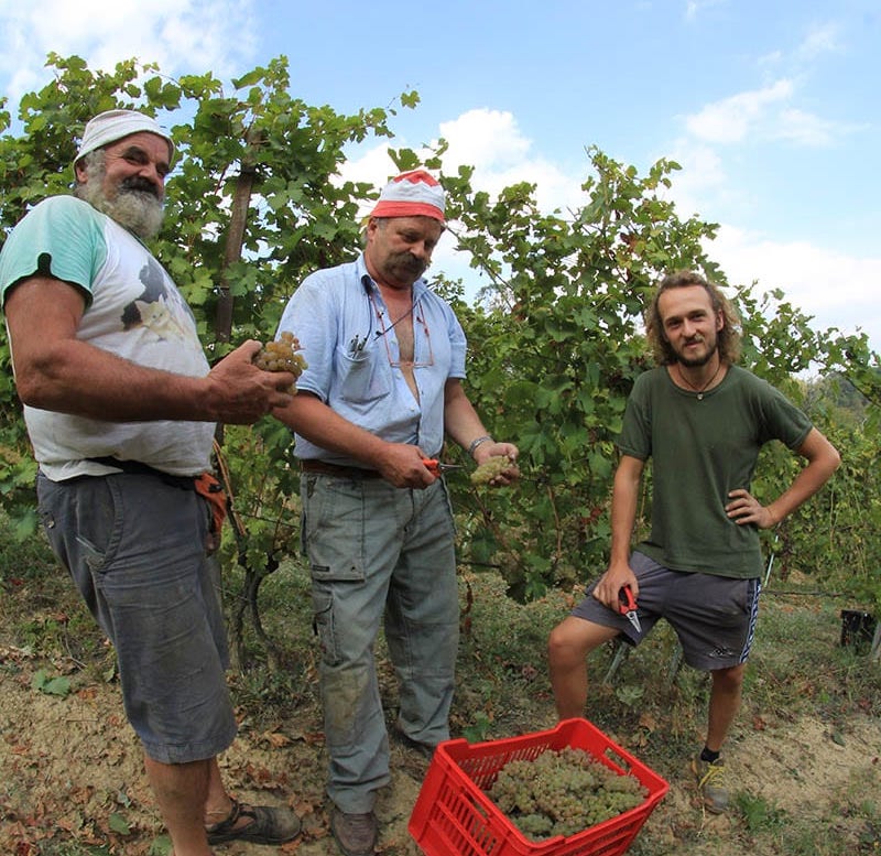 Bocin Servaj Vino Rosso NV - Image 5