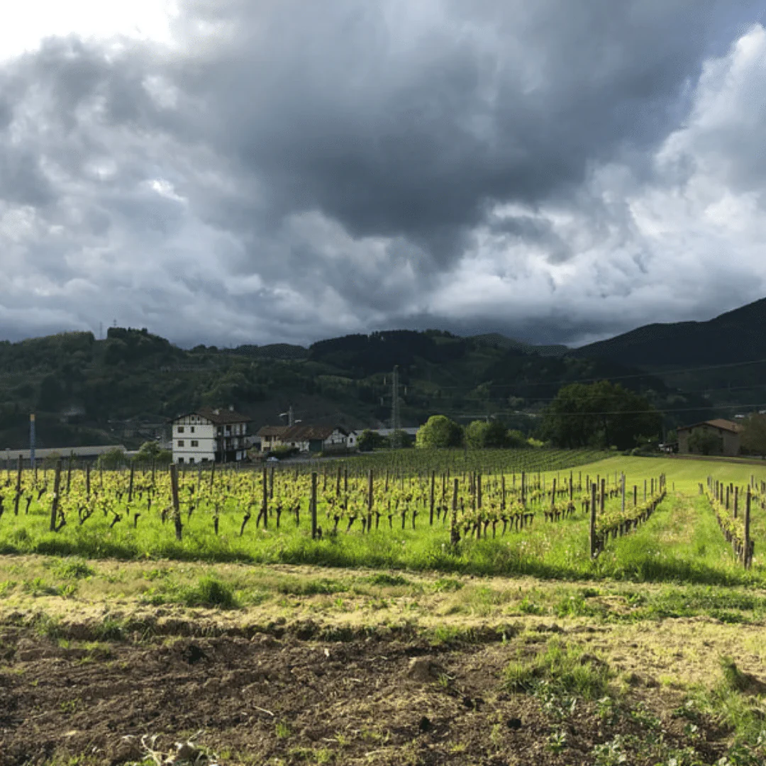 Txakolina Berezia 2015 - Image 4