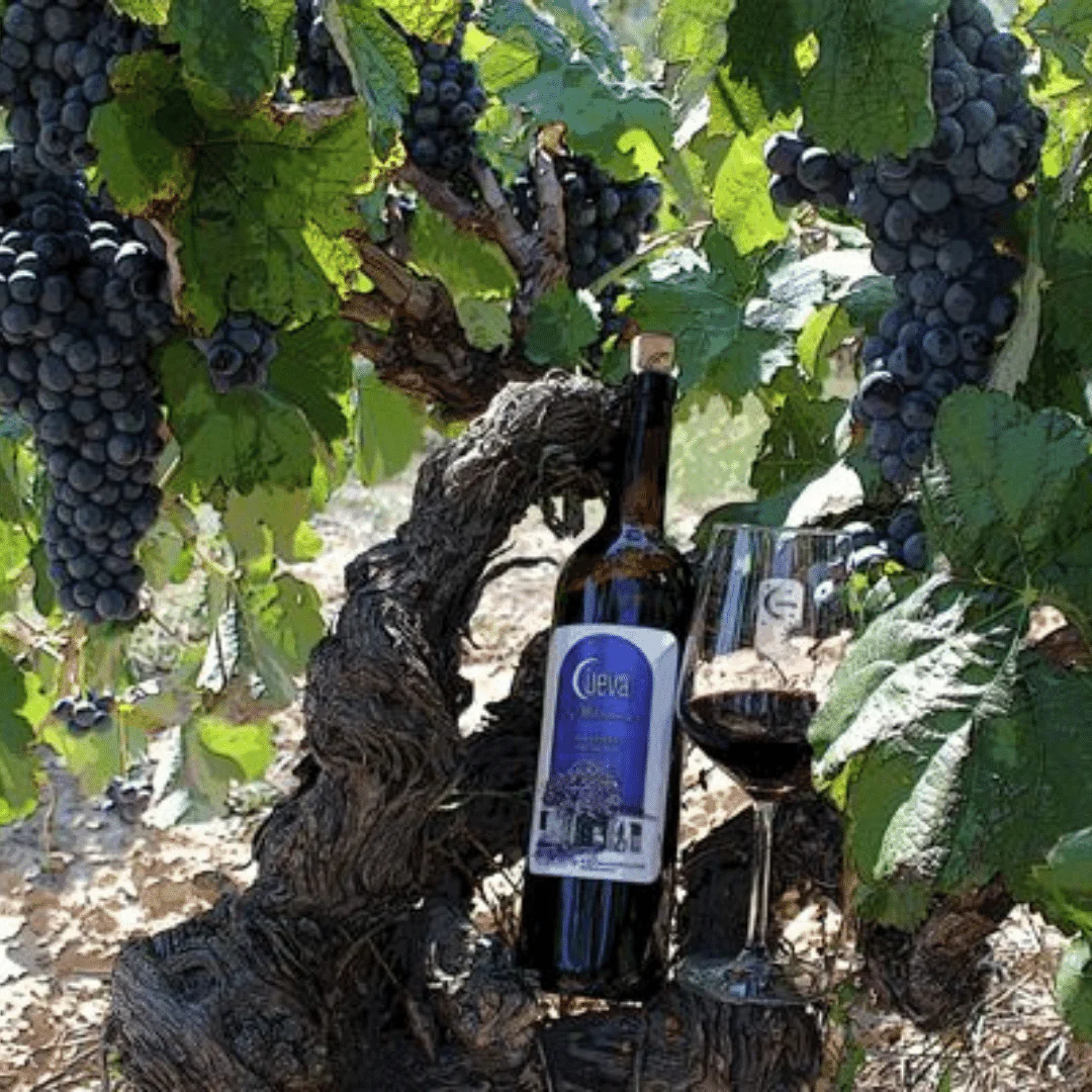 Ancestral Brutal Sparkling 2021 - Image 4