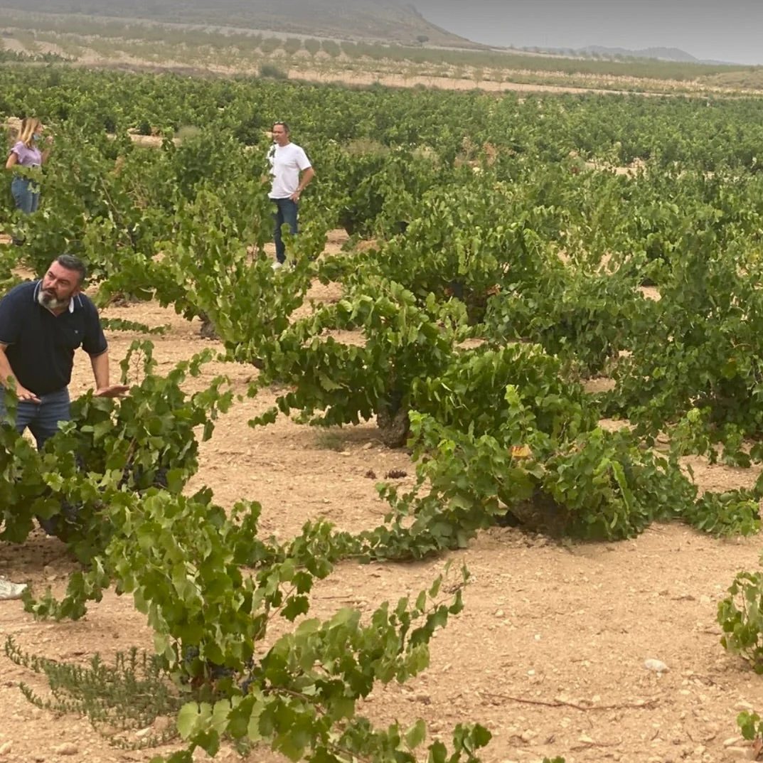 Rosado Murcia Rosé 2021 - Image 4