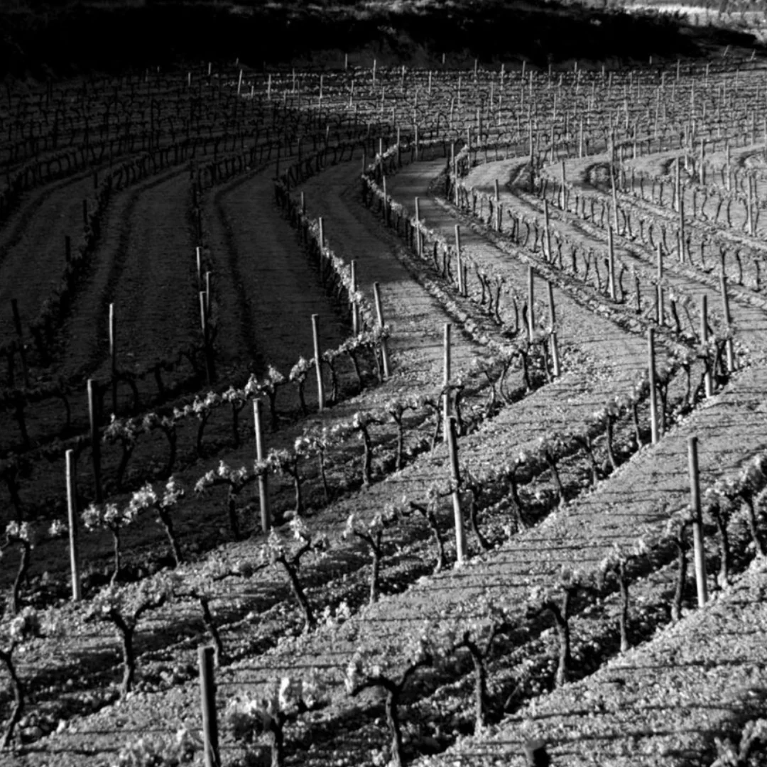 Tempranillo 2020 - Image 4