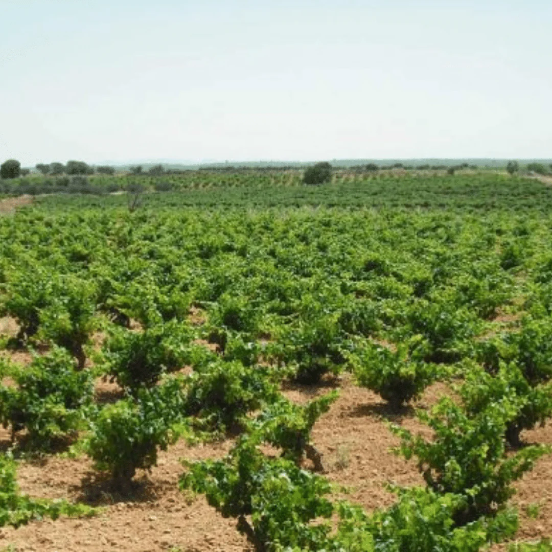 Clos Lojen Bobal Manchuela 2020 - Image 4