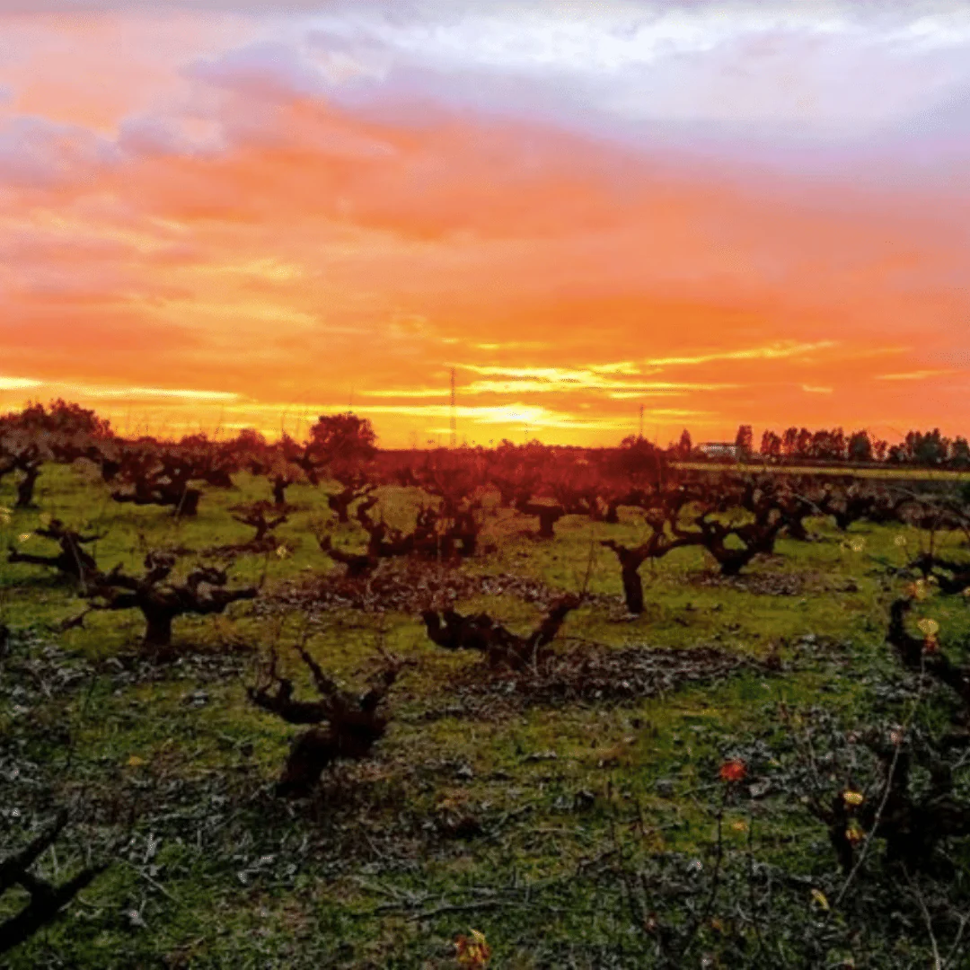 Prasino Listan Huelva White 2019 - Image 3