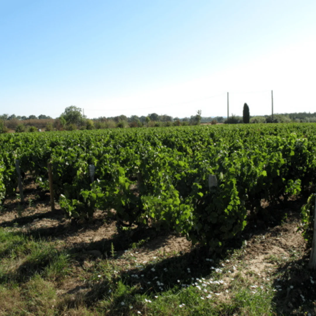 Beaujolais 2019 - Image 4