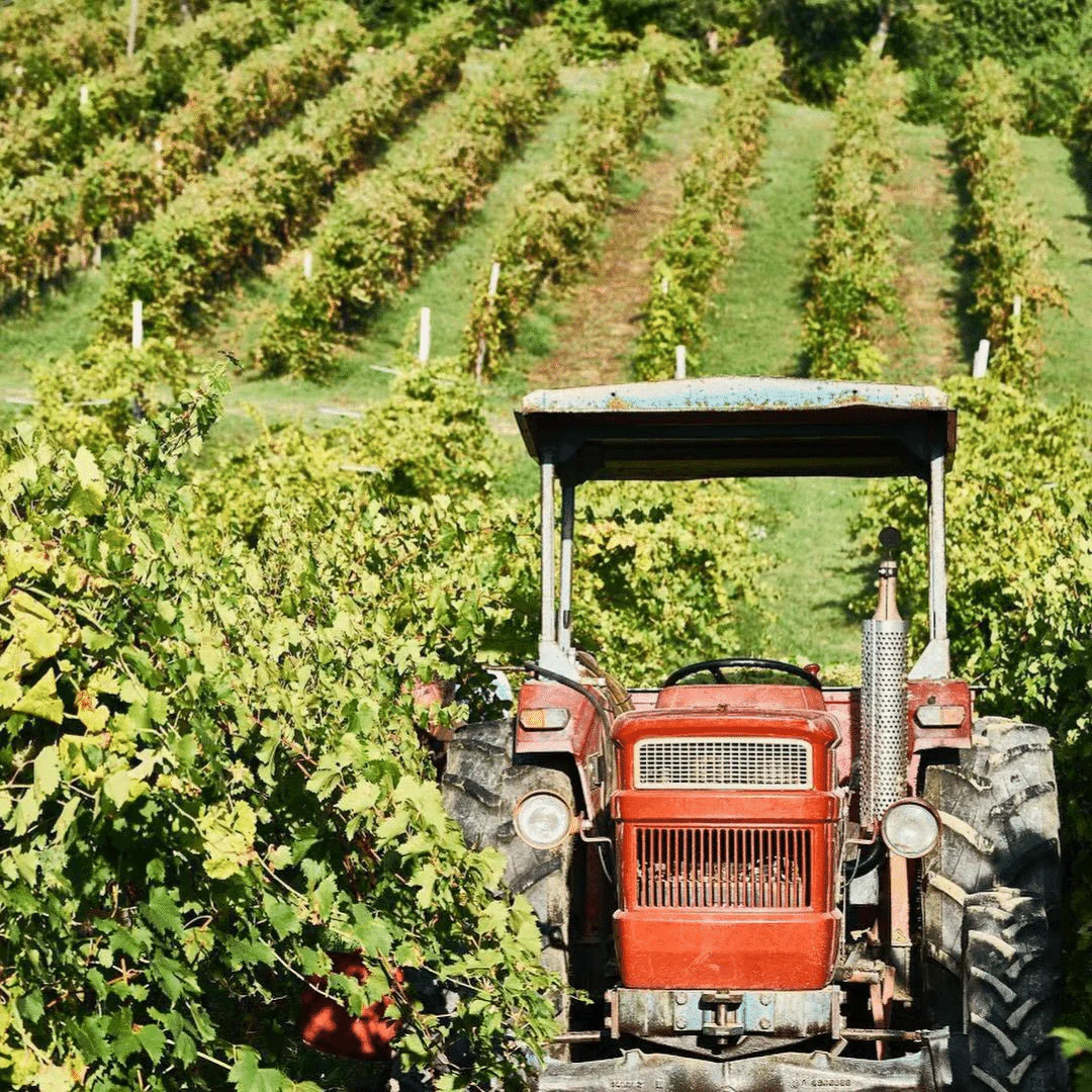 Lambrusco NV - Image 4