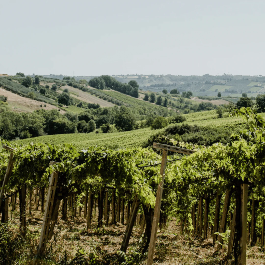 Atilia Montepulciano d'Abruzzo 2021 - Image 4
