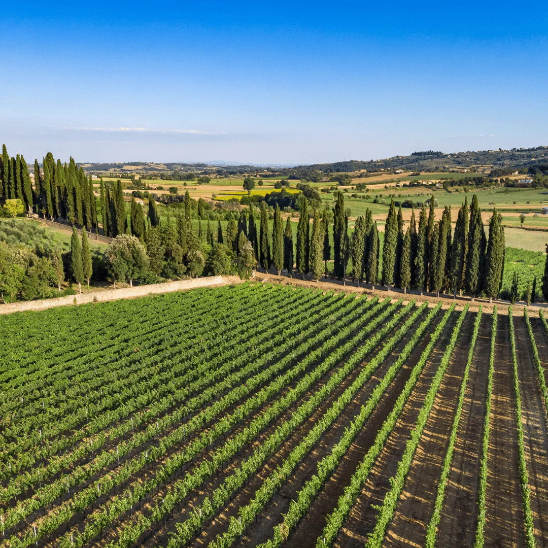 Gatto Grosso Vino Rosso 2020 - Image 4