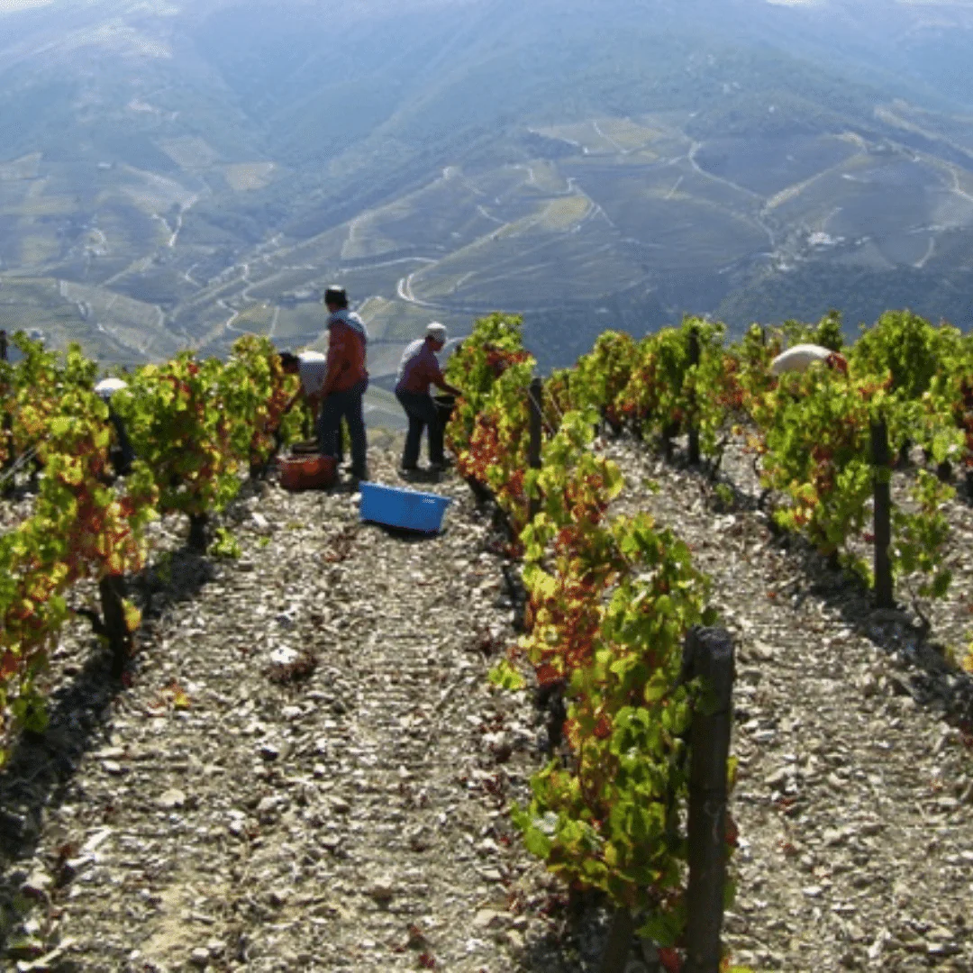 Clarete Tinto 2016 - Image 4