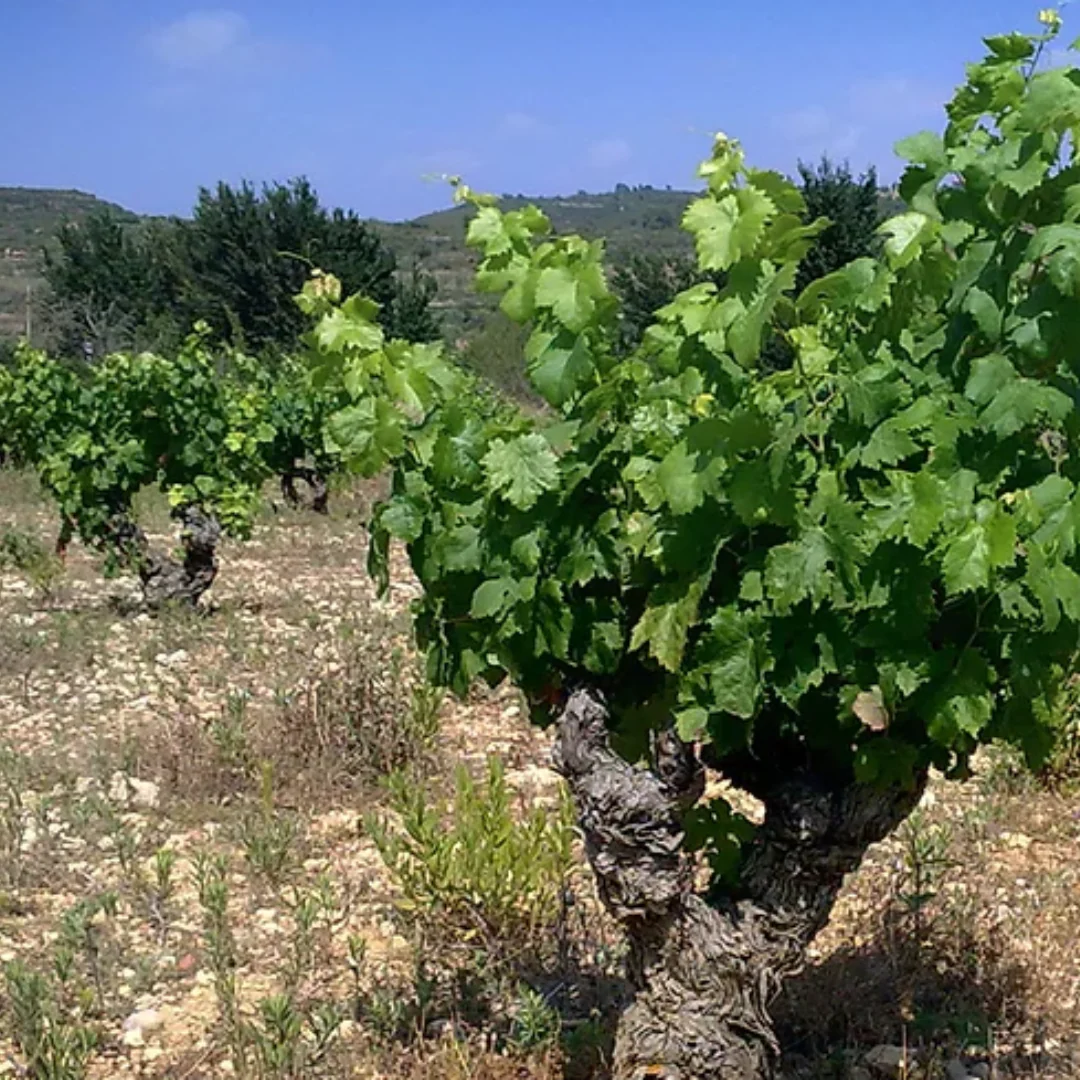 Les Casildes Valencia White 2021 - Image 4