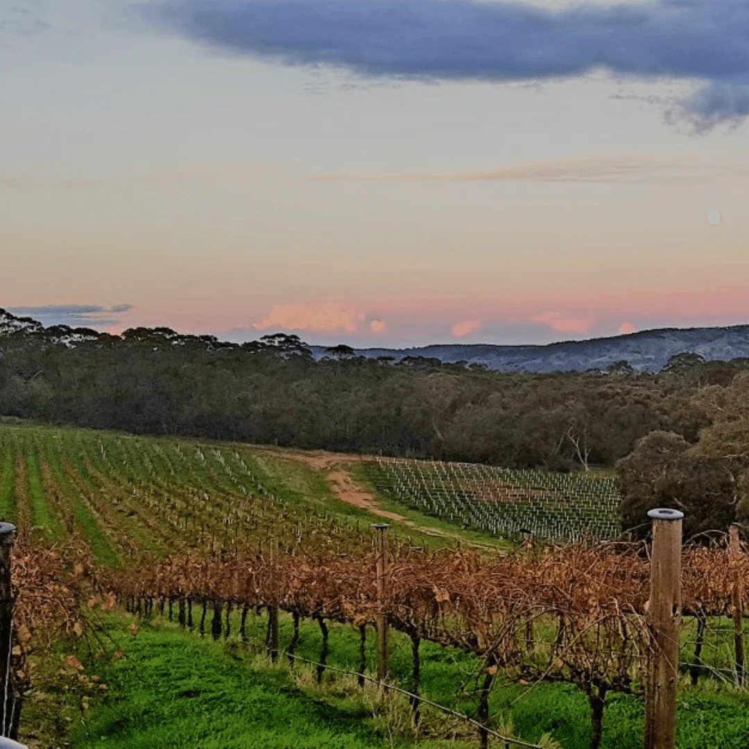 Wits End Vermentino 2021 - Image 3