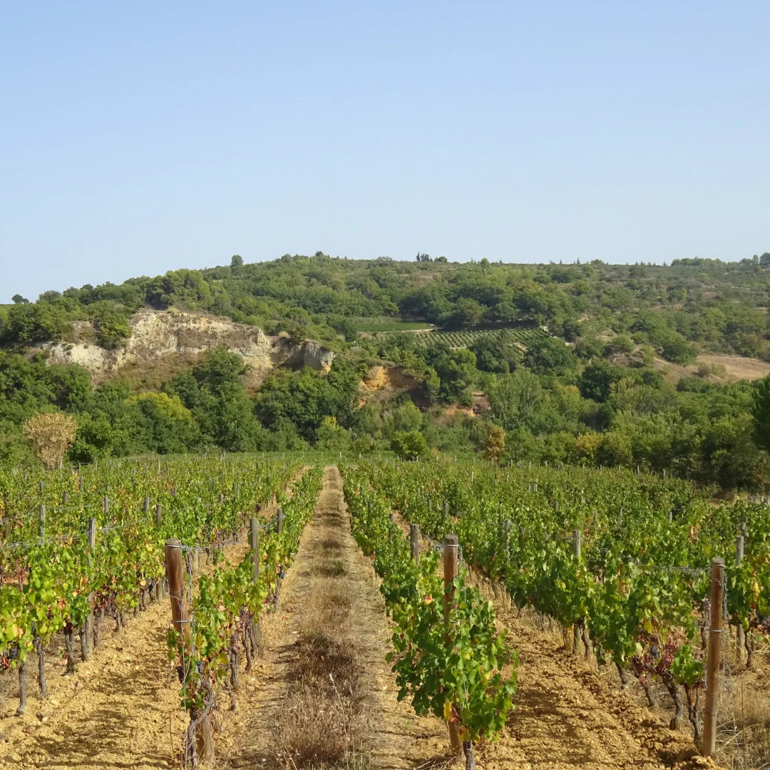 Tradition Faugères 2019 - Image 5