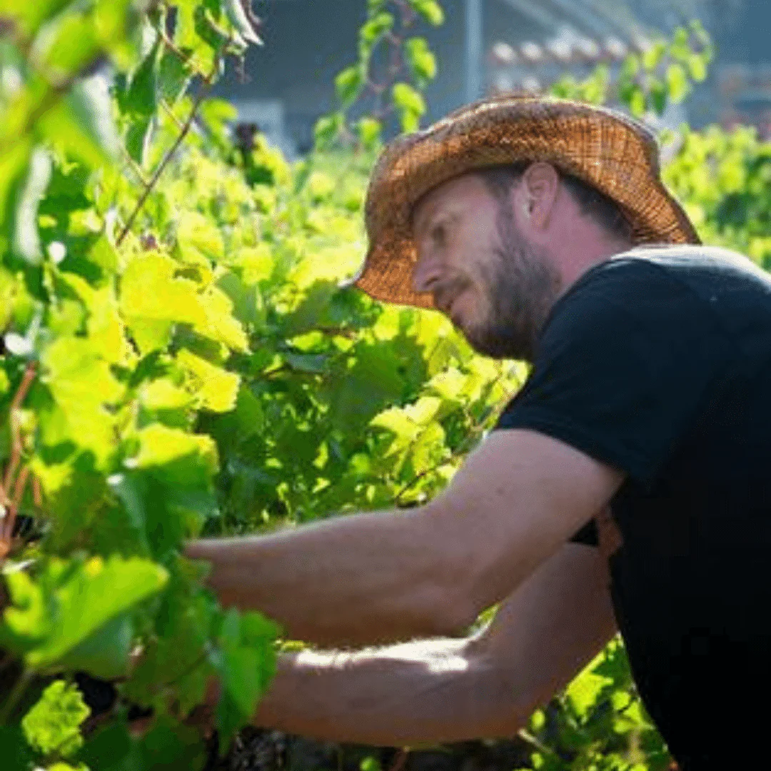 Fair Play Syrah/Viognier 2020 - Image 3