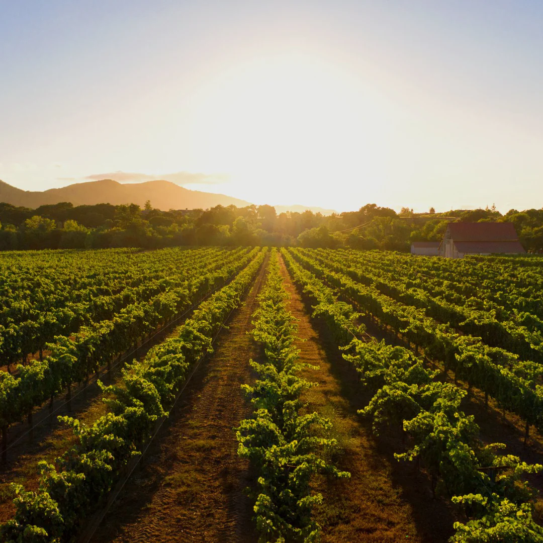 Sauvignon Blanc 2020 - Image 4