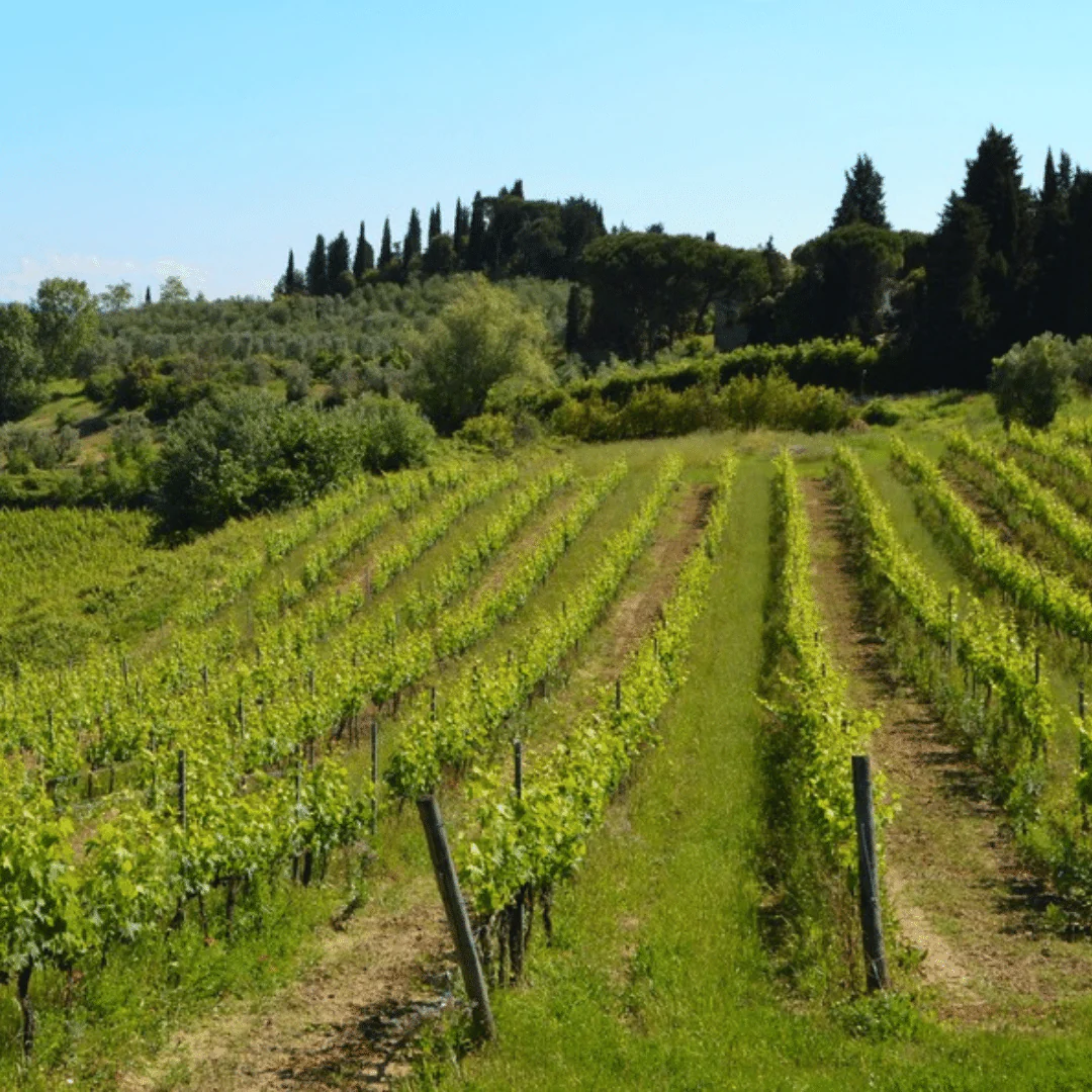 Chianti 2018 - Image 5