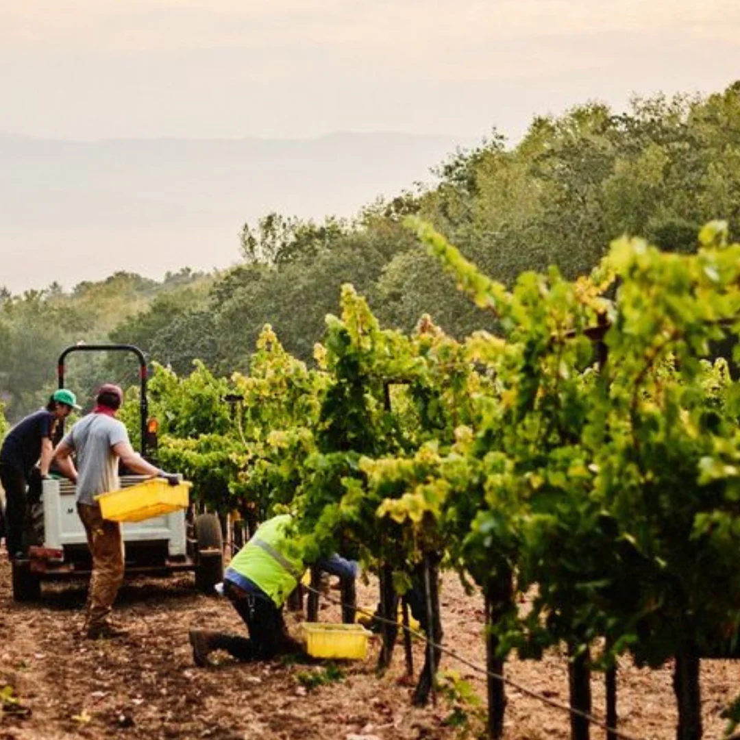 Merlo 2018 - Image 4