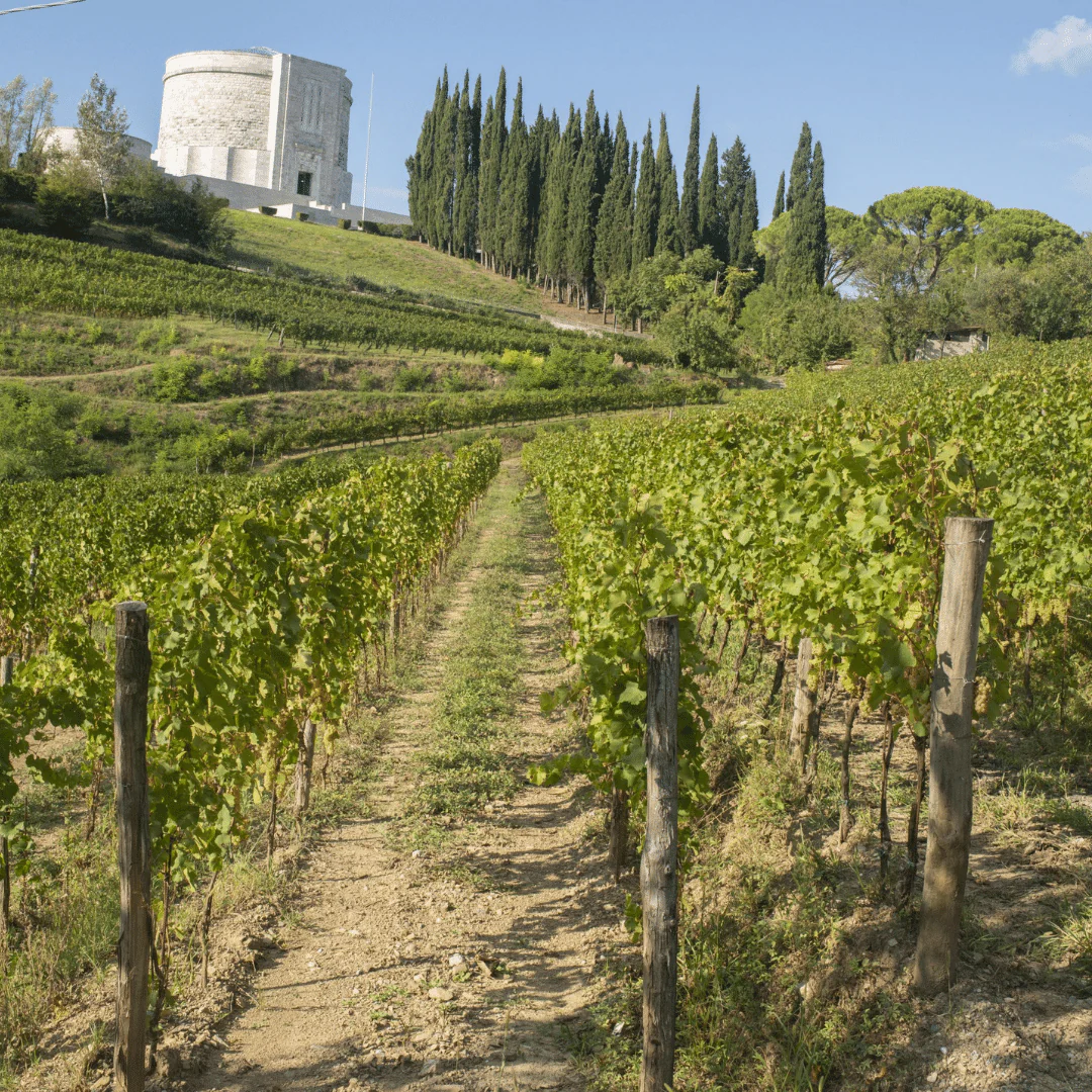 Pinot Grigio 2015 - Image 3