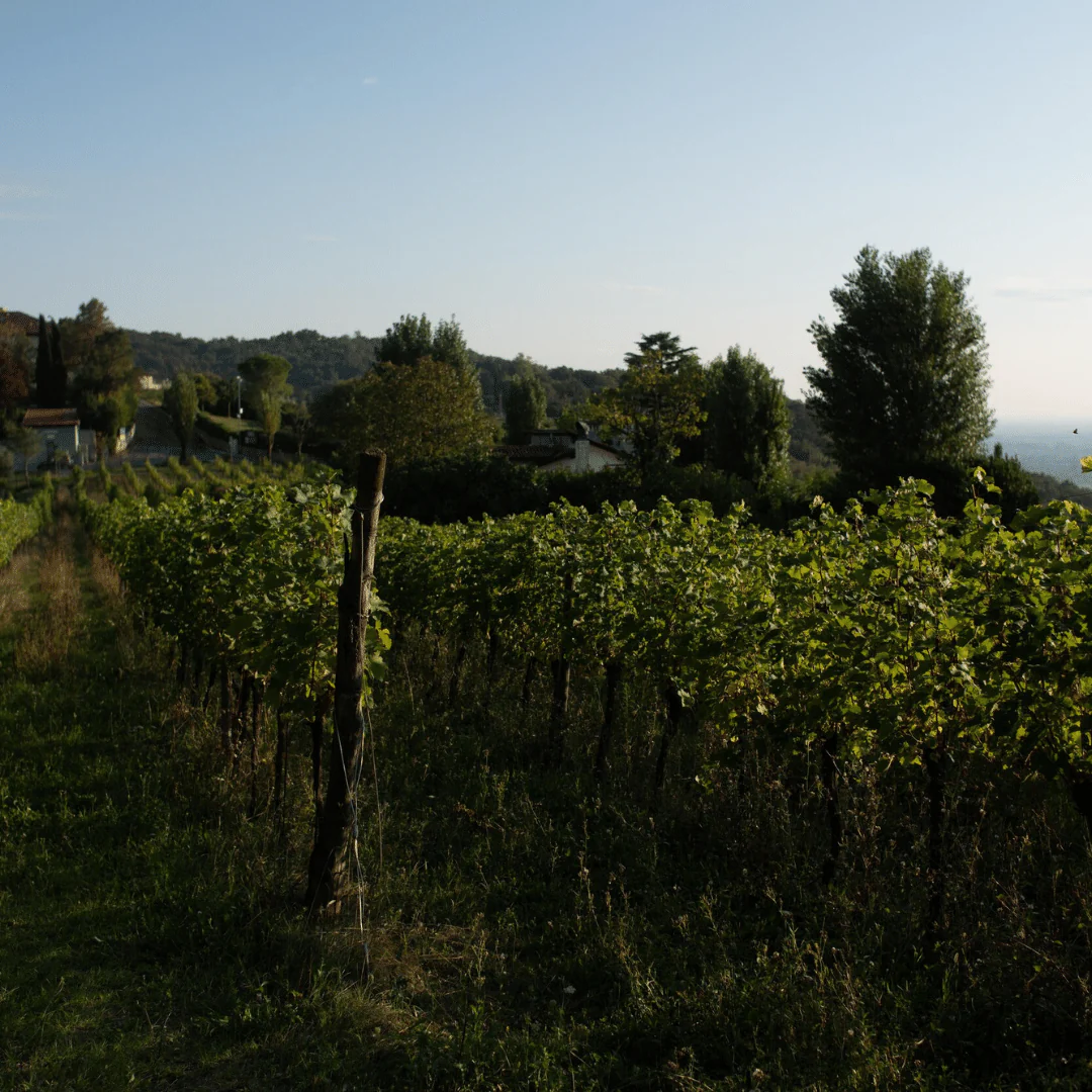 Blanc de Blanc NV - Image 5