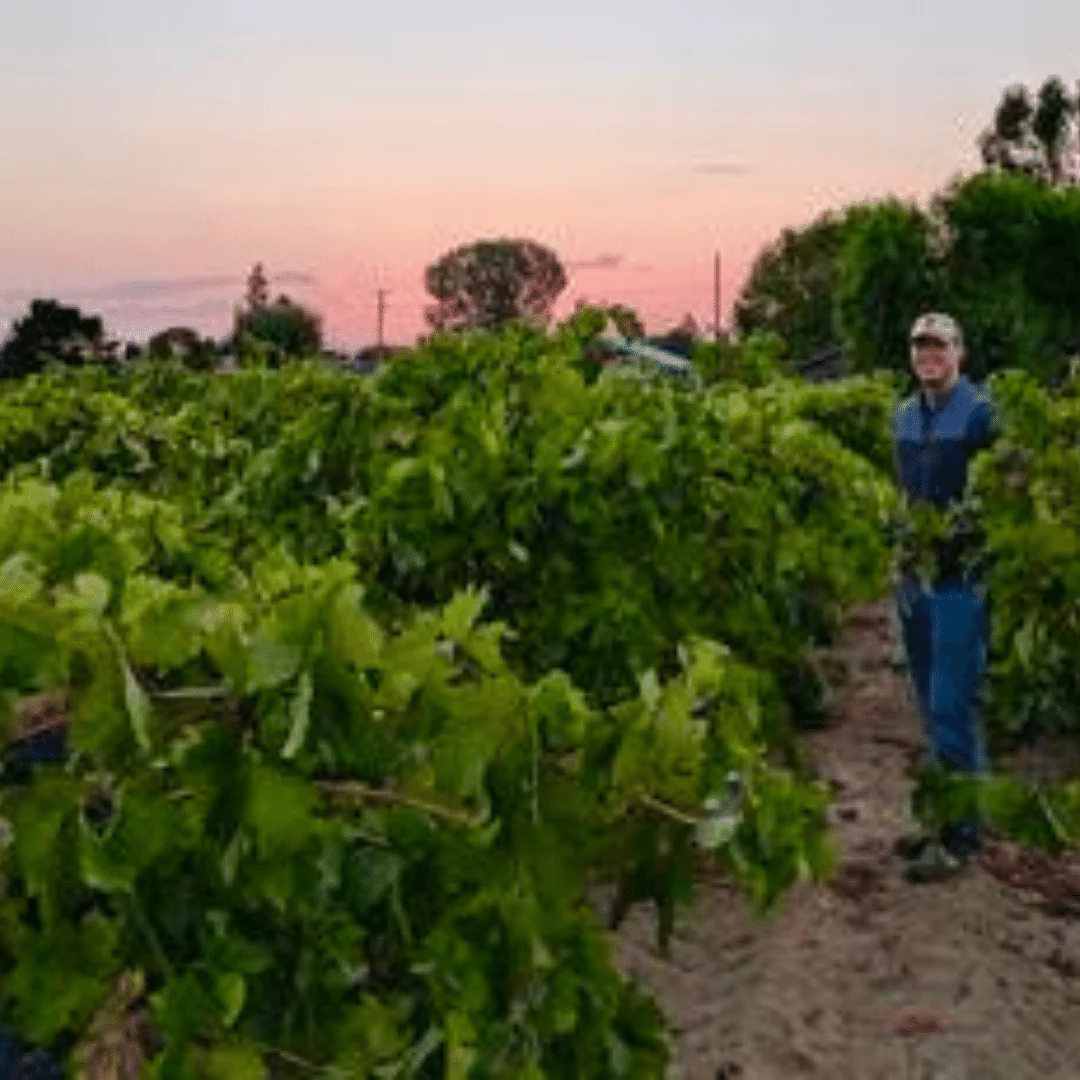 Zinfandel 2020 - Image 4