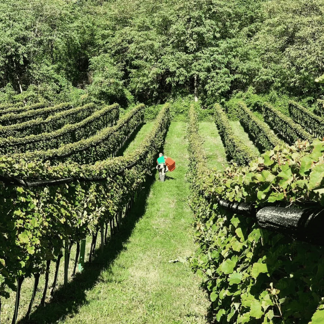 Fosilni Breg Sauvignon Blanc 2017 - Image 4