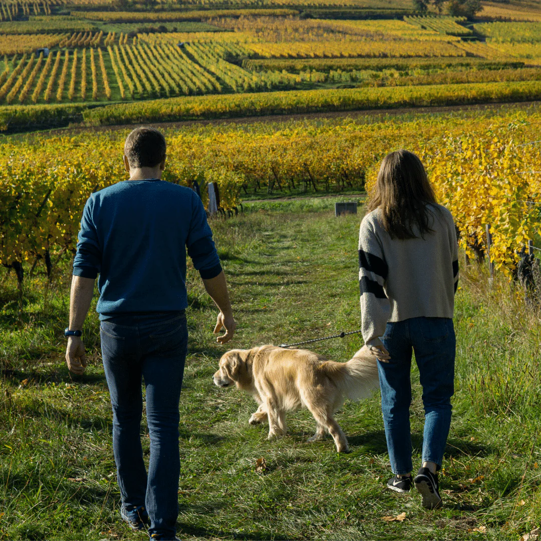 Riesling Alsace 2018 - Image 3