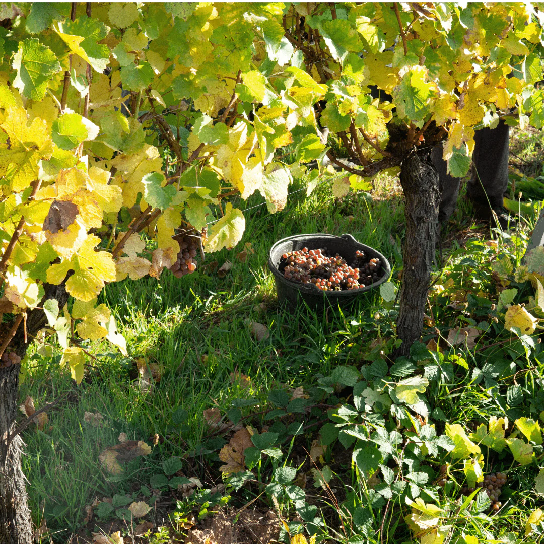 Riesling Alsace 2018 - Image 4