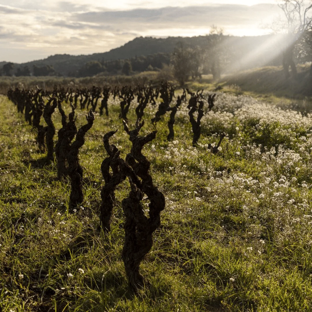 Le Carignan de la Source 2020 - Image 5