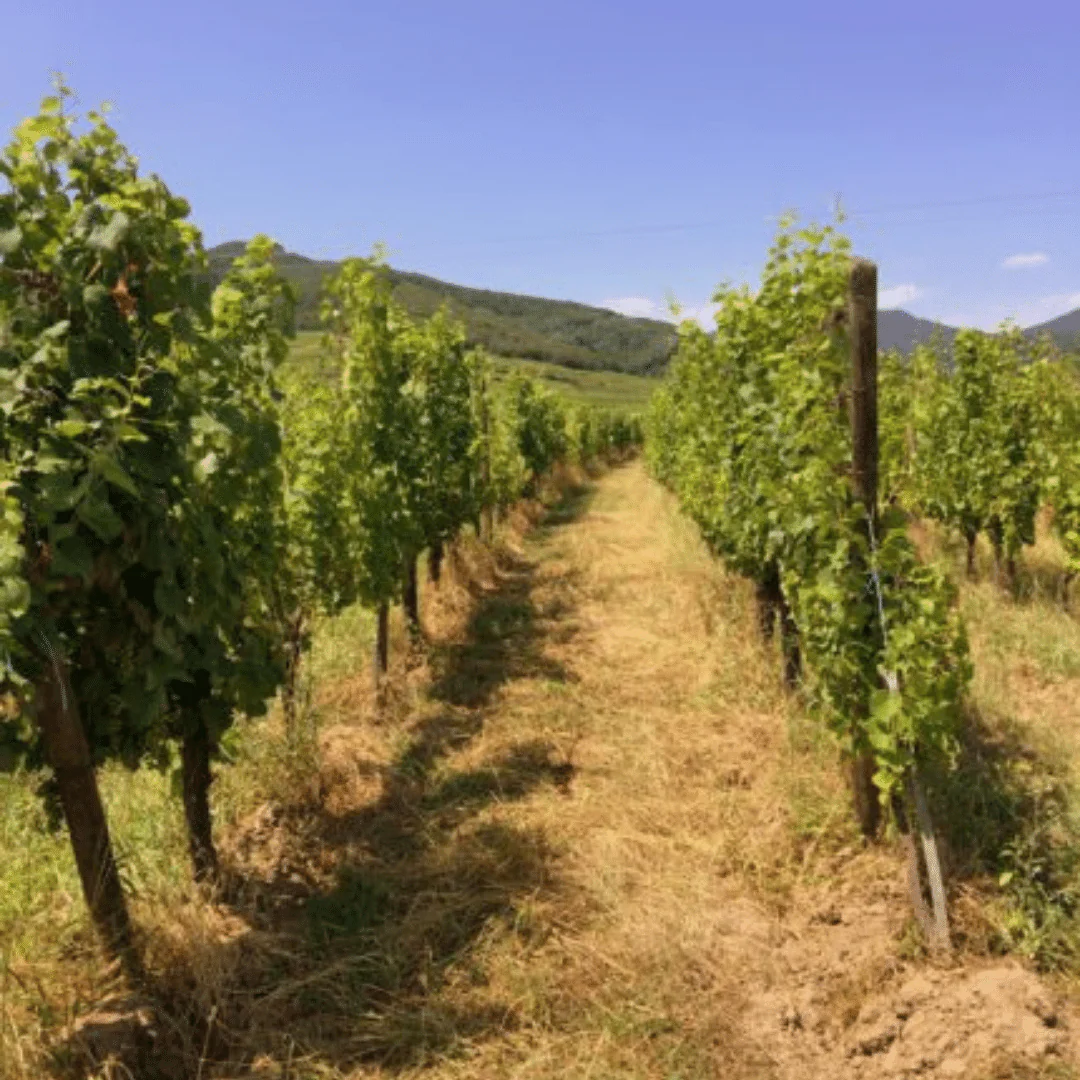 Riesling 2017 - Image 3
