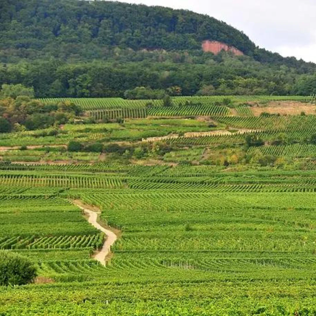Crémant d'Alsace 2019 - Image 4
