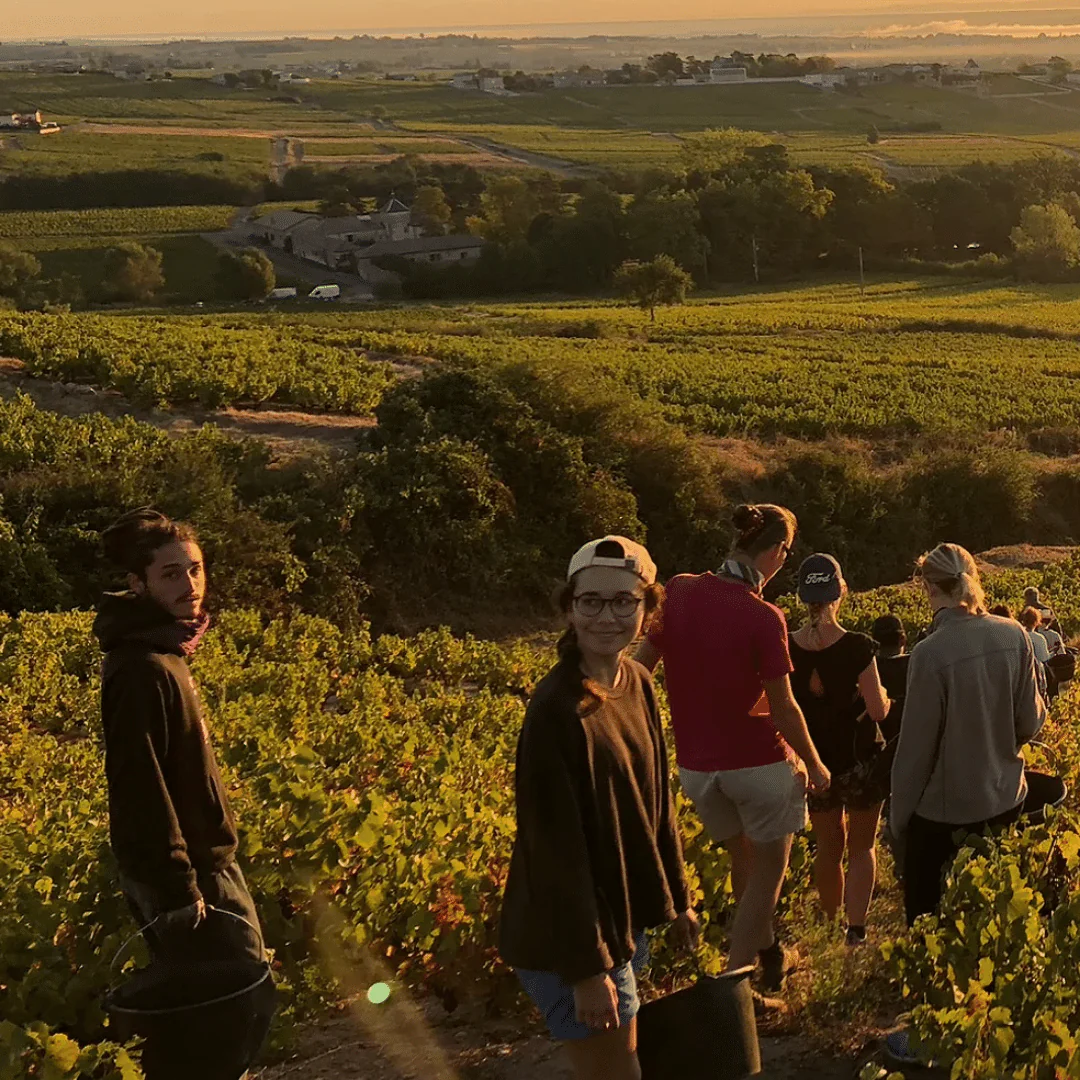 L'Origine Fleurie 2019 - Image 3
