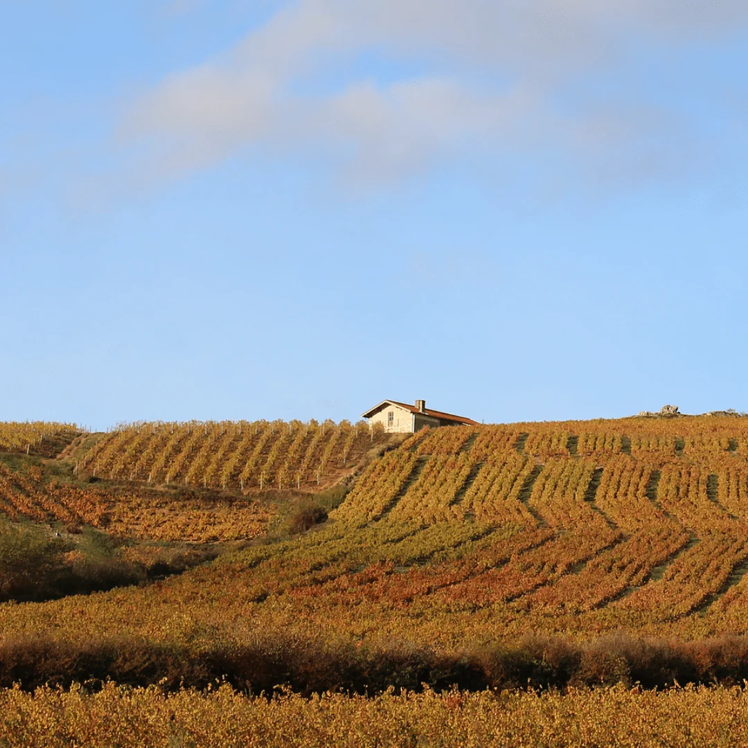 L'Origine Fleurie 2019 - Image 4