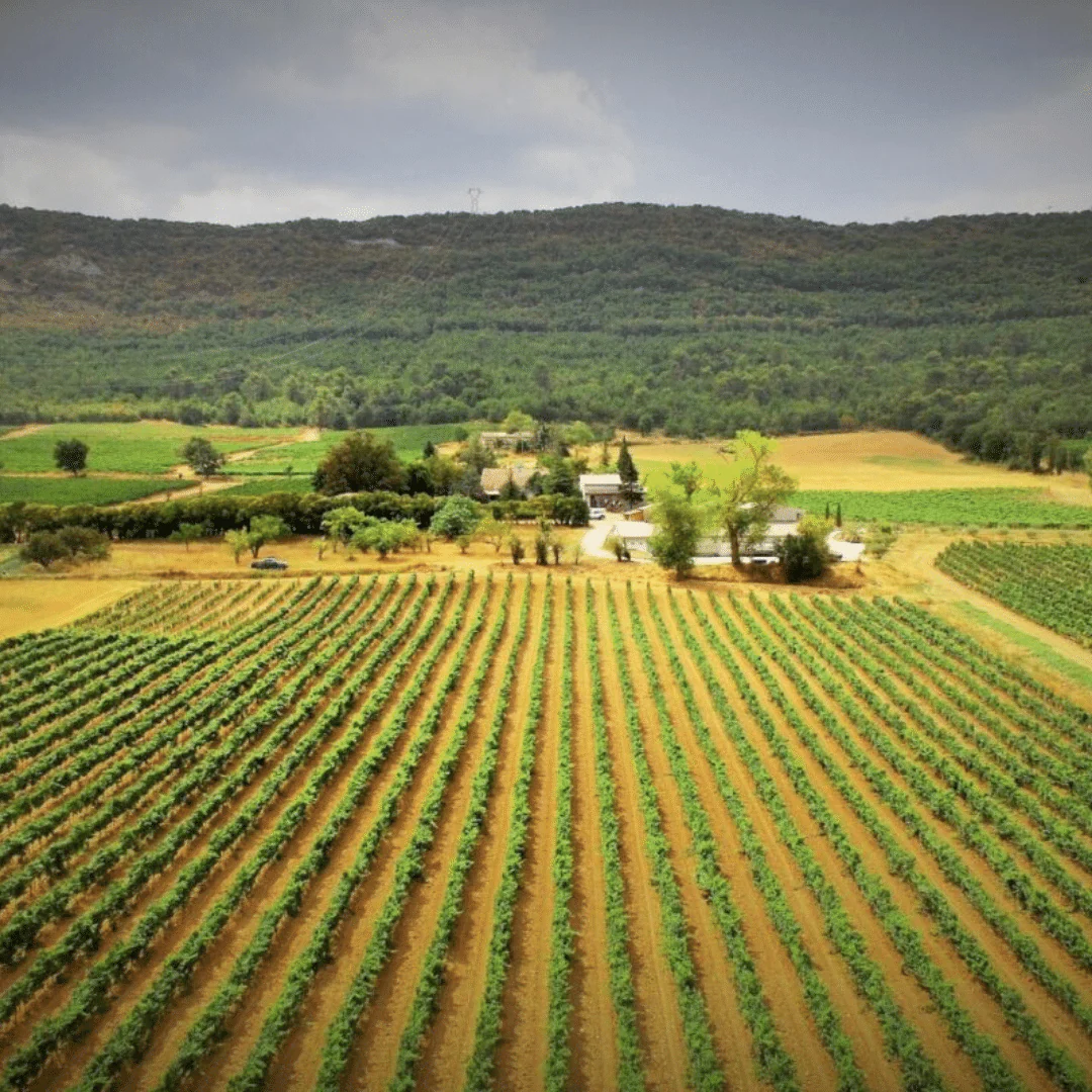 Pinot Noir 2020 - Image 4
