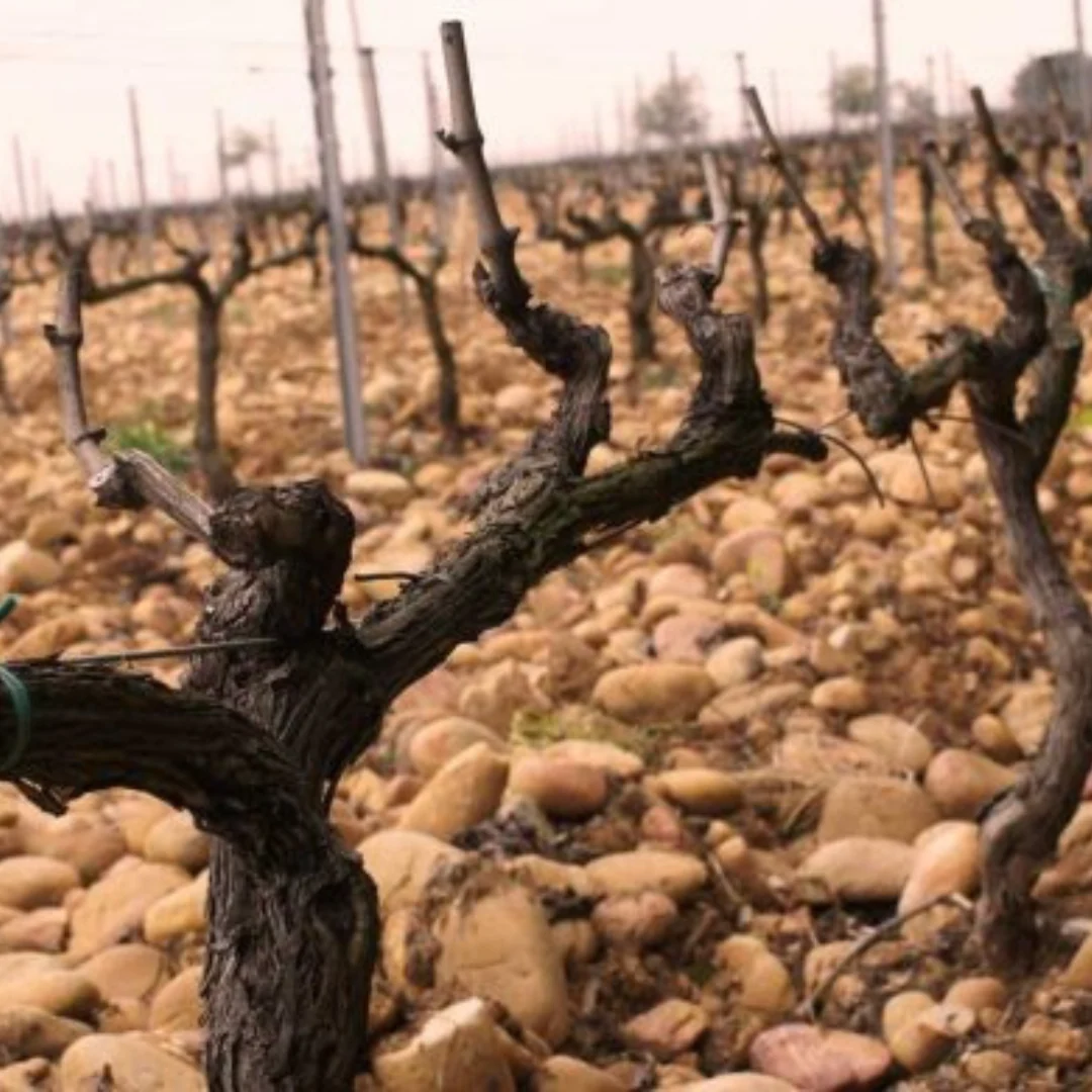 Chateauneuf-du-Pape Rouge 2018 - Image 5
