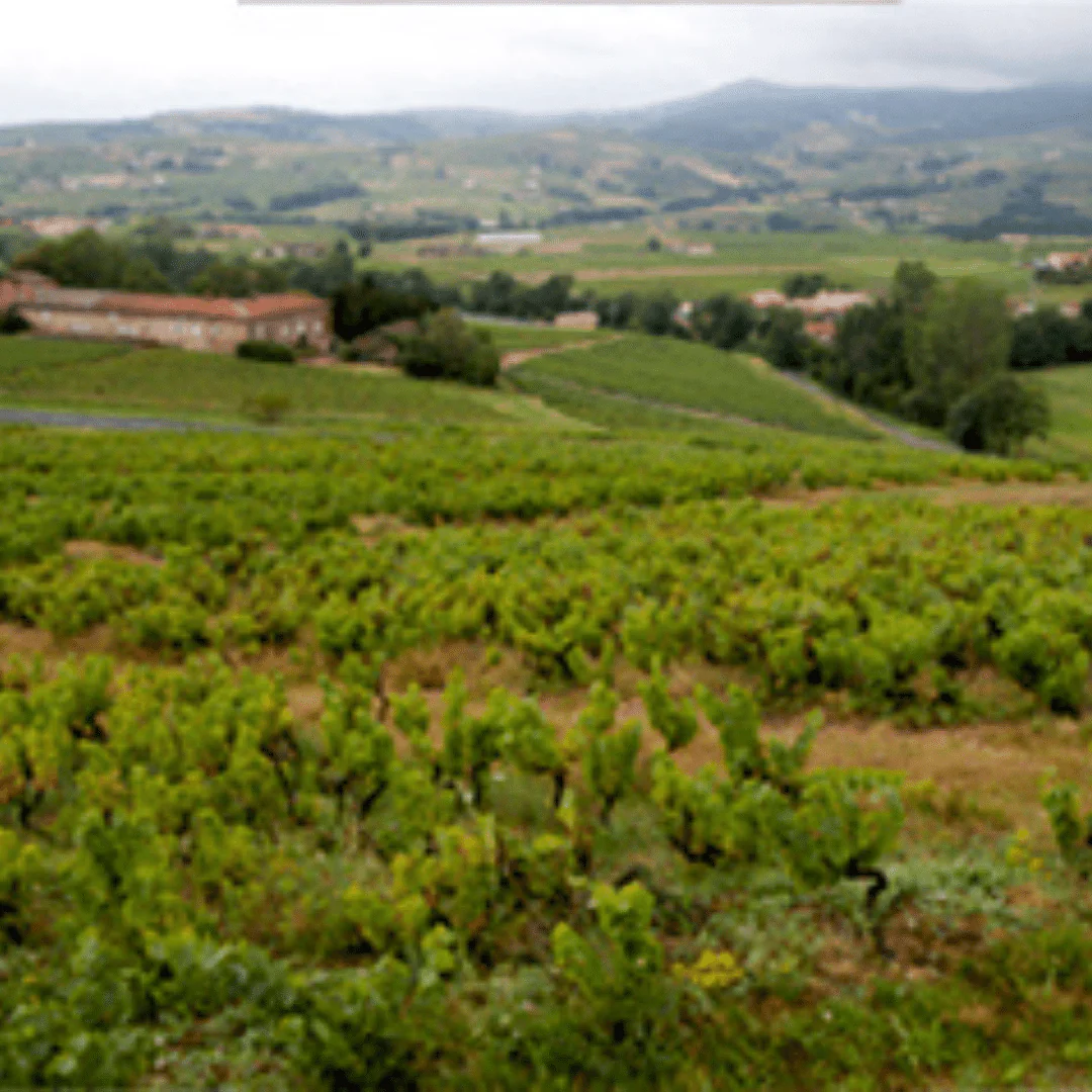Brouilly 2021 - Image 5