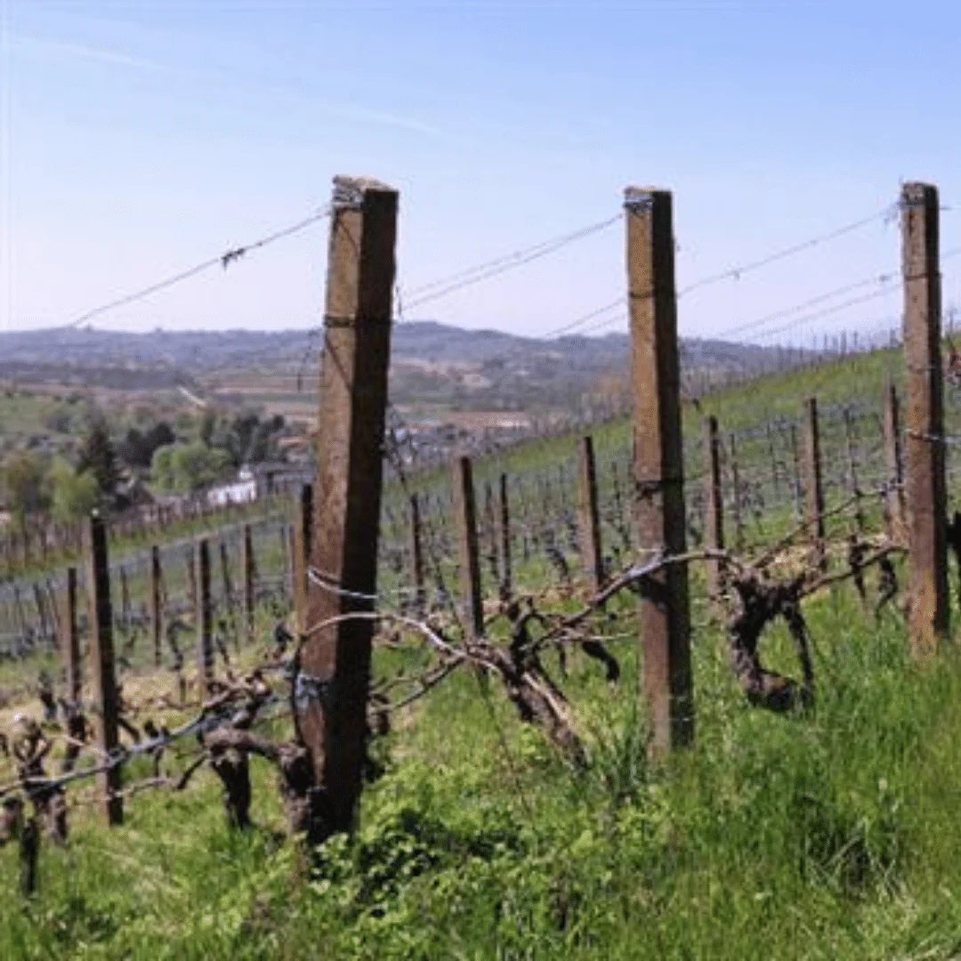Muller' Muller-Thurgau 2019 - Image 4