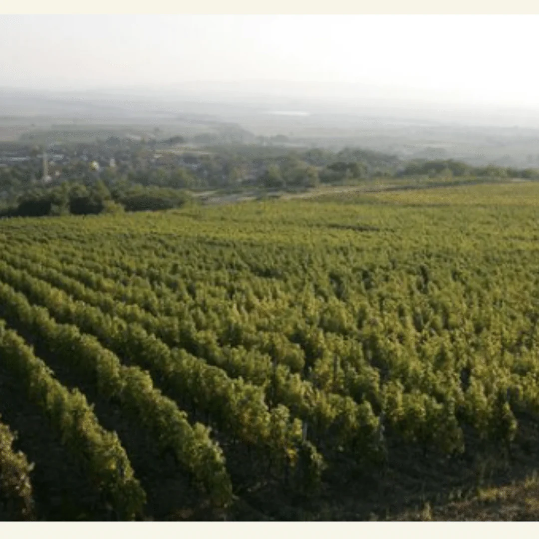 Graševina 2020 - Image 5