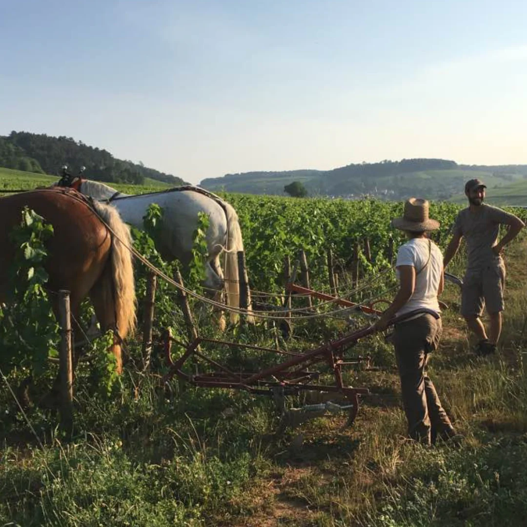 Cotes d`Auxerre Bourgogne Red 2019 - Image 5