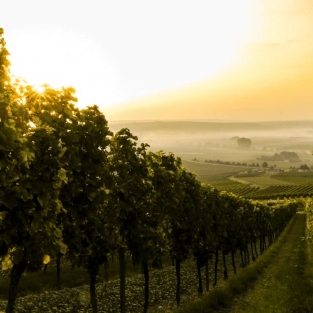 Sancerre Blanc 2018 - Image 5