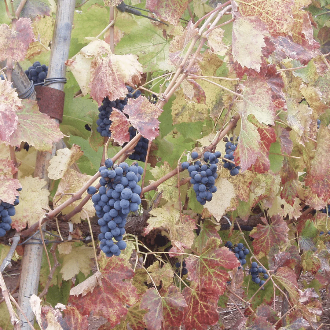 Tinto 2019 - Image 4