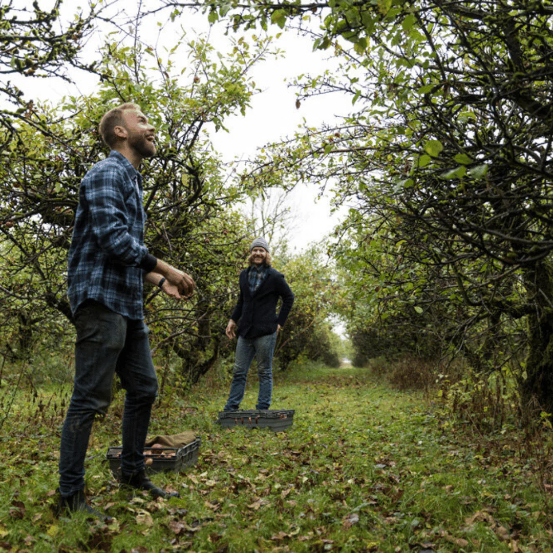 Cider Maybe 2019 - Image 6