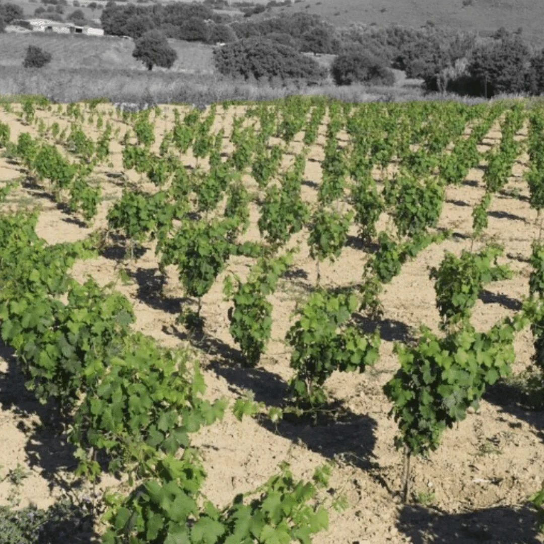 Terra Ambera 2019 - Image 4