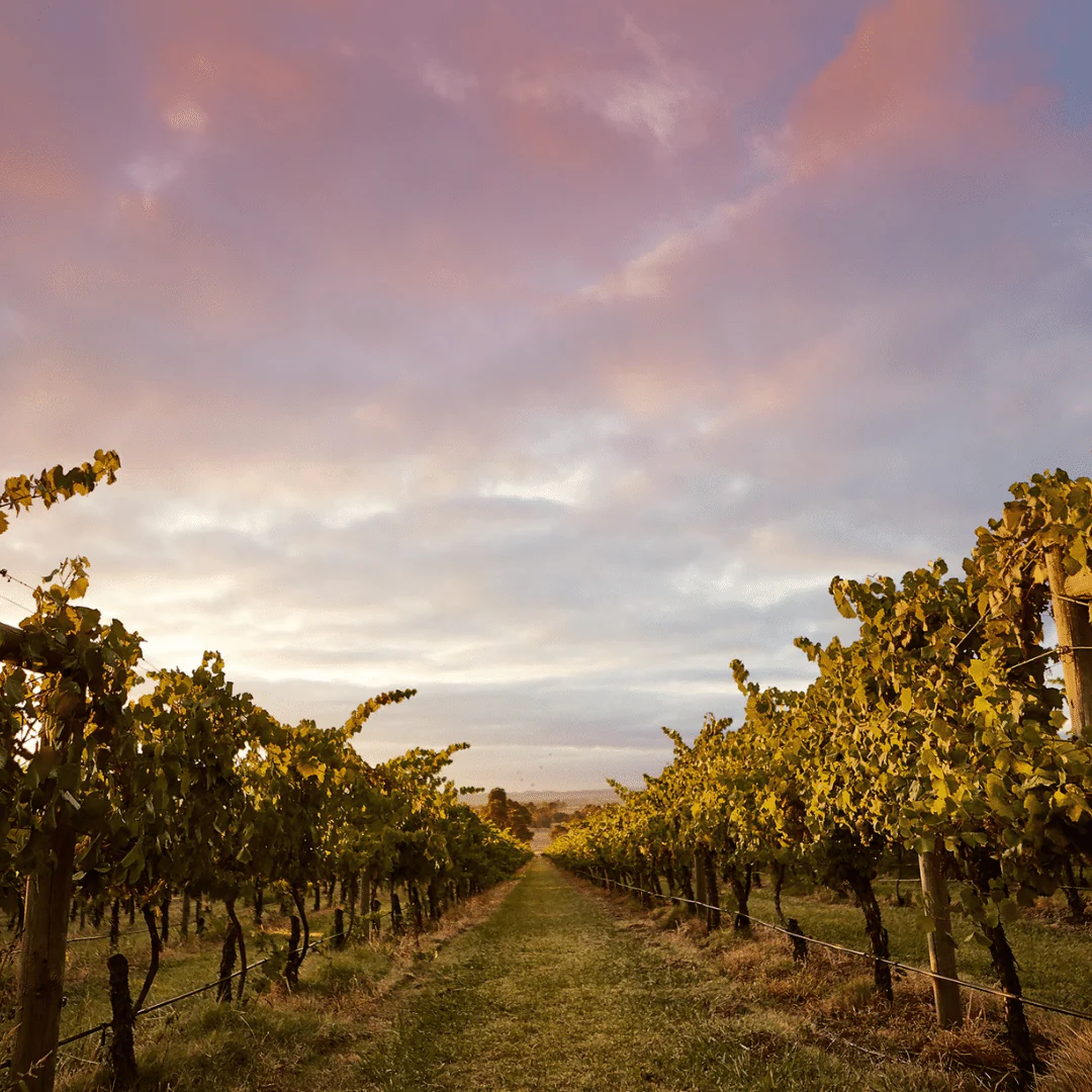 Gimme Some Skin Viognier 2020 - Image 3