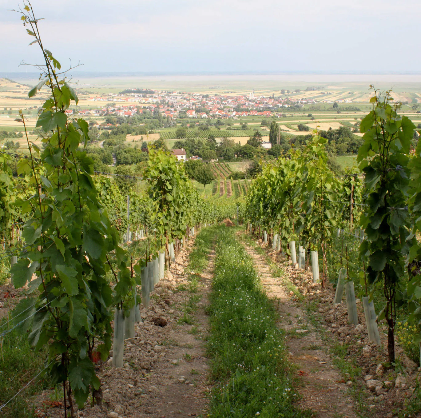 Pinot Noir Burgenland Red 2022 - Image 4