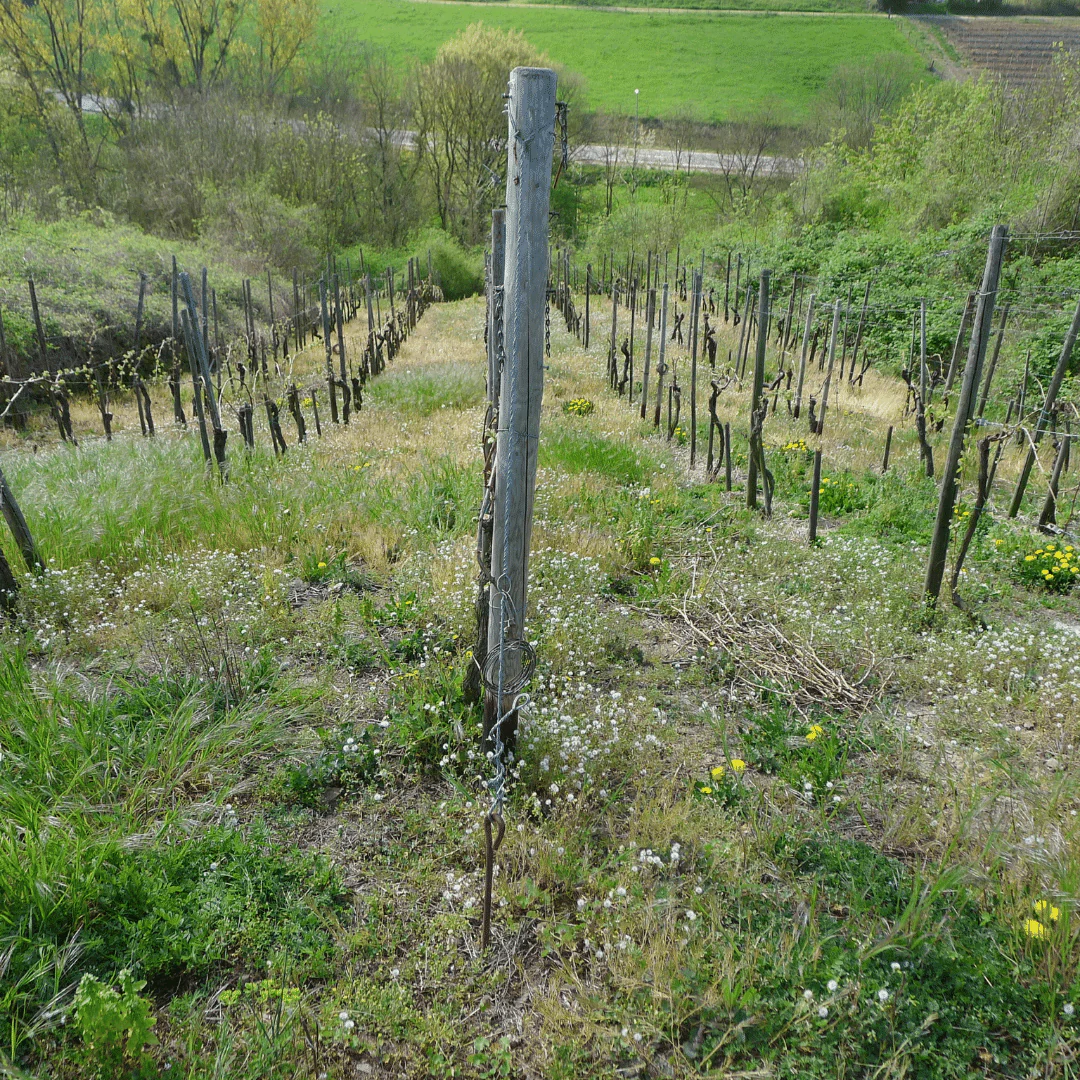 Elbling Trocken 2020 - Image 4