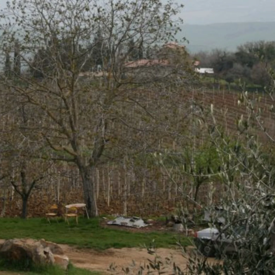 Brunello di Montalcino 2017 - Image 4