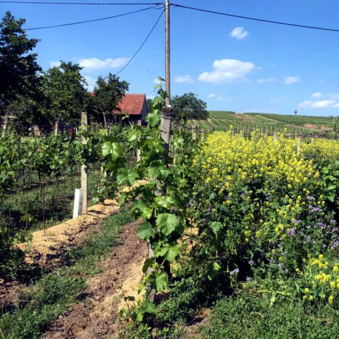 Gryv(f) Moravské White 2018 - Image 4