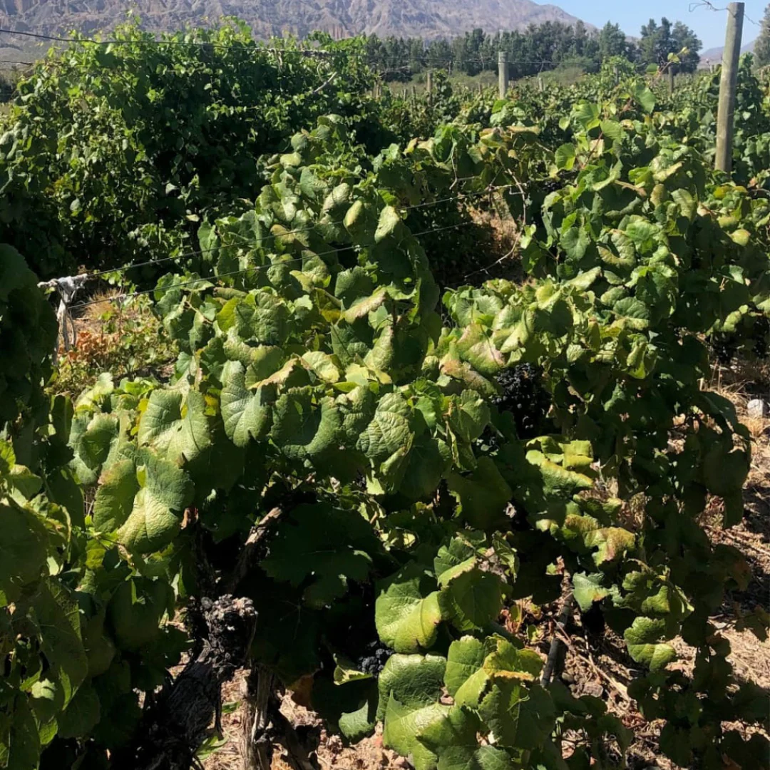 Pinot Noir 2018 - Image 4
