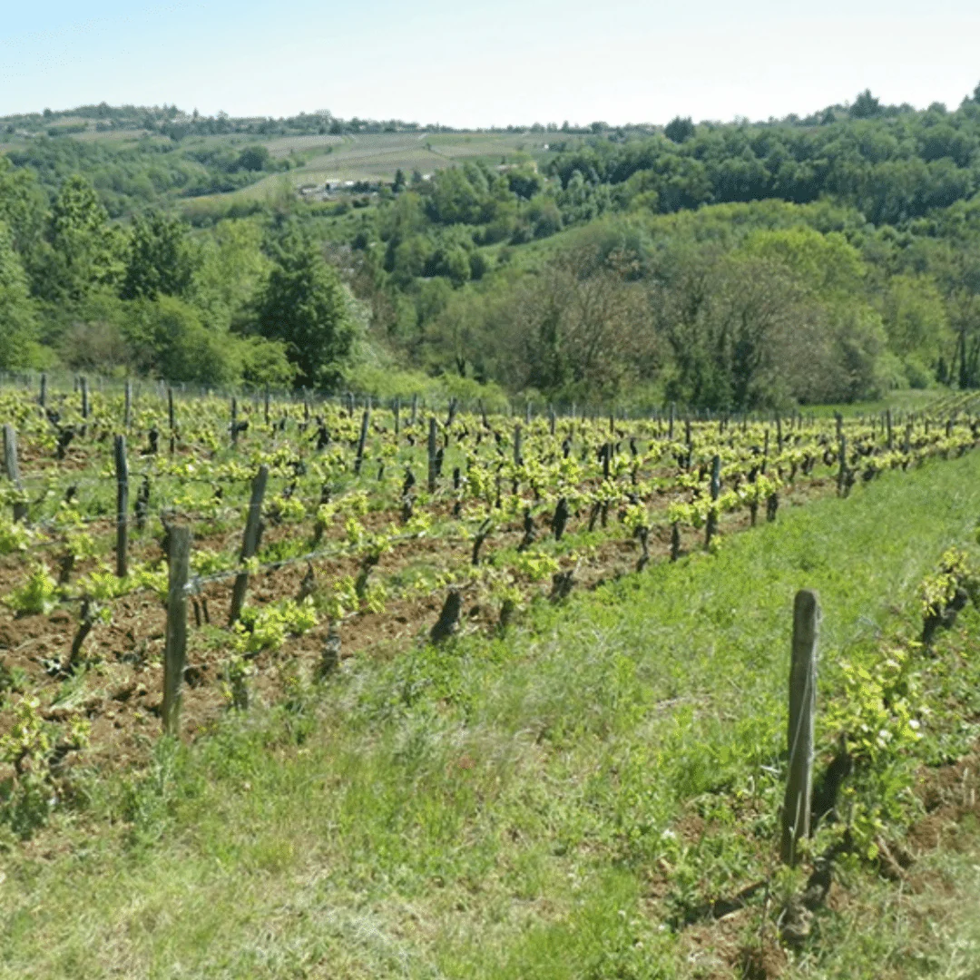 Philibert Beaujolais 2016 - Image 5